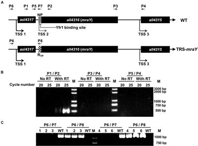 Functions of the Essential Gene mraY in Cellular Morphogenesis and Development of the Filamentous Cyanobacterium Anabaena PCC 7120